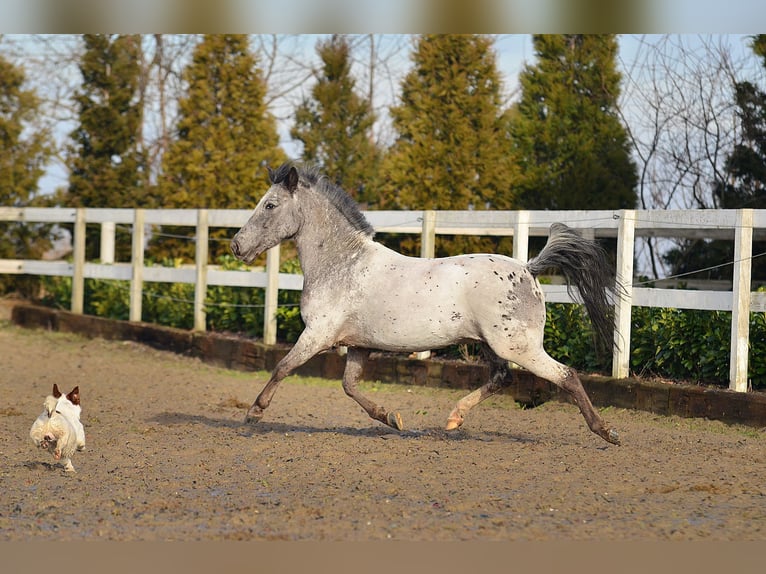 Welsh A (Mountain Pony) Gelding 7 years 12,1 hh Leopard-Piebald in RADZIEJÓW