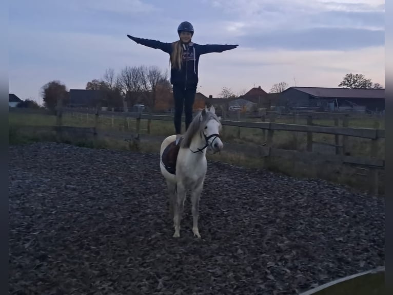 Welsh A (Mountain Pony) Gelding 7 years 12,2 hh Grey in Burgdorf