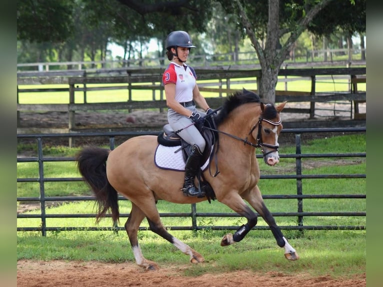 Welsh A (Mountain Pony) Gelding 7 years 17 hh White in Bradford (West Yorkshire)