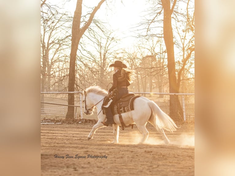 Welsh A (Mountain Pony) Gelding 7 years Grey in Muldrow