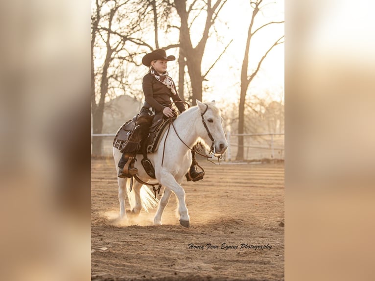 Welsh A (Mountain Pony) Gelding 7 years Grey in Muldrow