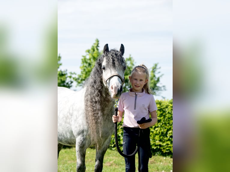 Welsh A (Mountain Pony) Gelding 8 years 11.1 hh Grey in Werkendam