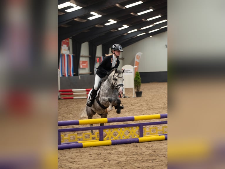 Welsh A (Mountain Pony) Gelding 8 years 11.1 hh Grey in Werkendam