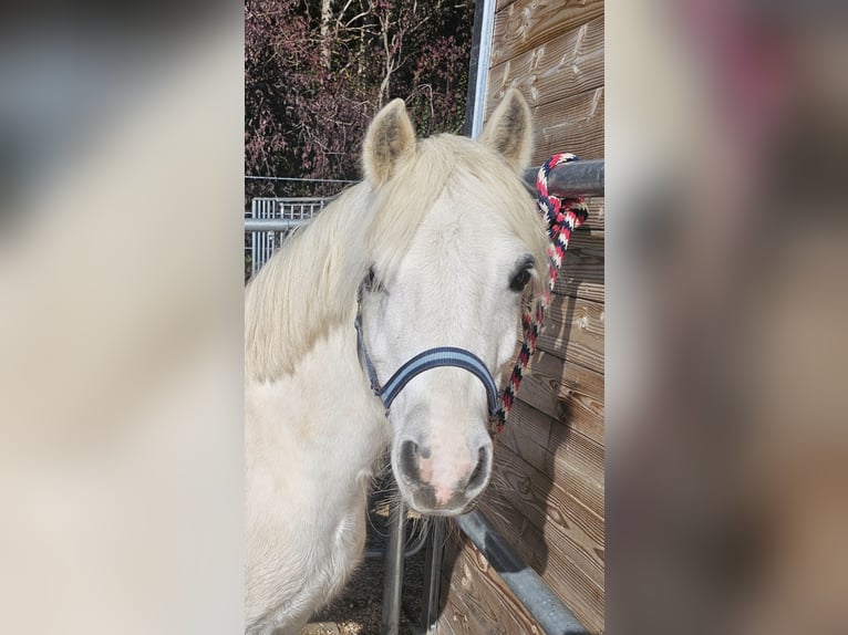 Welsh A (Mountain Pony) Gelding 8 years 11.2 hh Grey in Gräfelfing