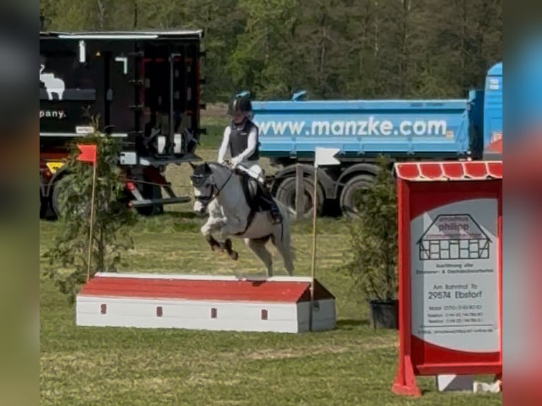 Welsh A (Mountain Pony) Gelding 8 years 11 hh Grey in Neustadt am Rübenberge