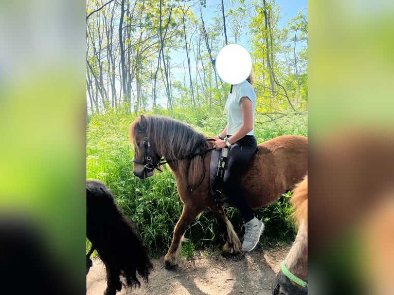 Welsh A (Mountain Pony) Gelding 8 years 11,1 hh Brown in Rockanje