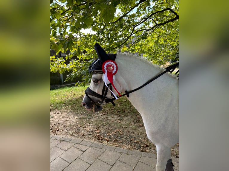 Welsh A (Mountain Pony) Gelding 8 years 11,2 hh Gray in Neuss