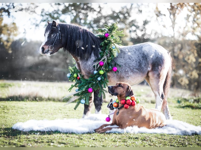 Welsh A (Mountain Pony) Gelding 8 years 11,2 hh in Stuhr