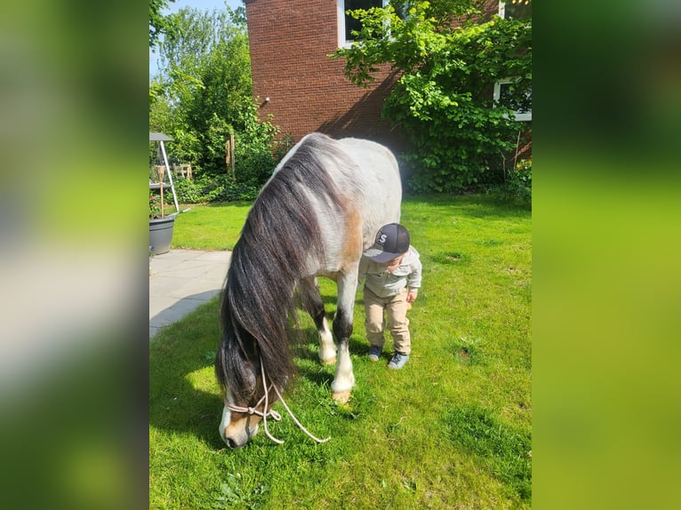 Welsh A (Mountain Pony) Gelding 8 years 11,2 hh in Stuhr