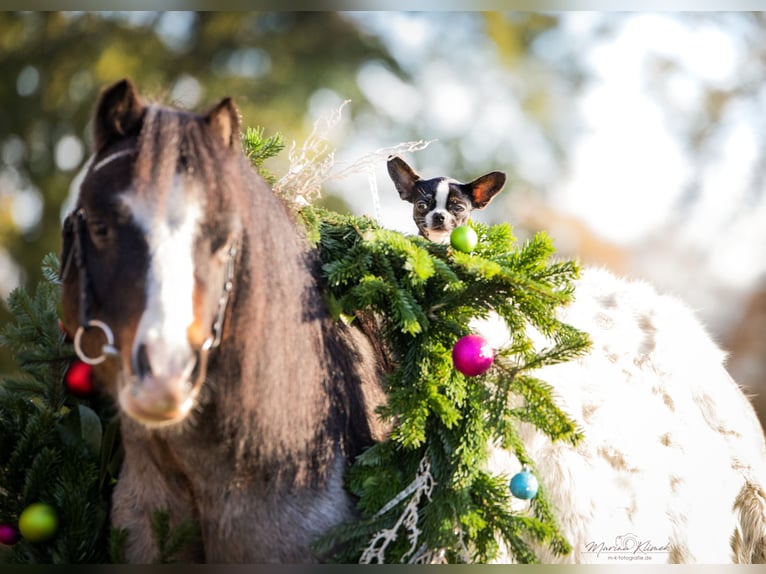 Welsh A (Mountain Pony) Gelding 8 years 11,2 hh in Stuhr