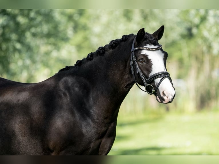 Welsh A (Mountain Pony) Gelding 8 years 12 hh Black in Nieuwersluis