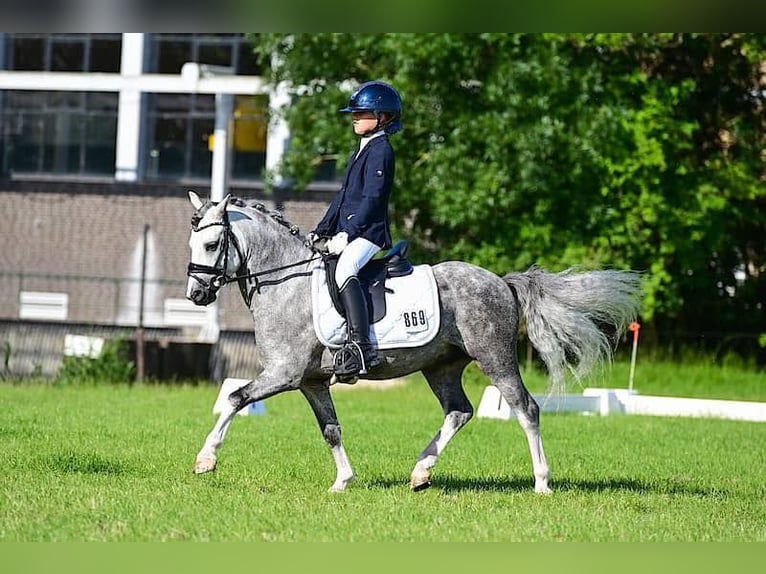 Welsh A (Mountain Pony) Gelding 8 years 12 hh Grey in Nieuwe Niedorp