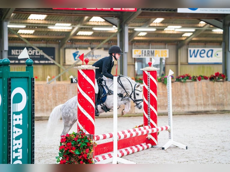 Welsh A (Mountain Pony) Gelding 8 years 12 hh Grey in Nieuwe Niedorp