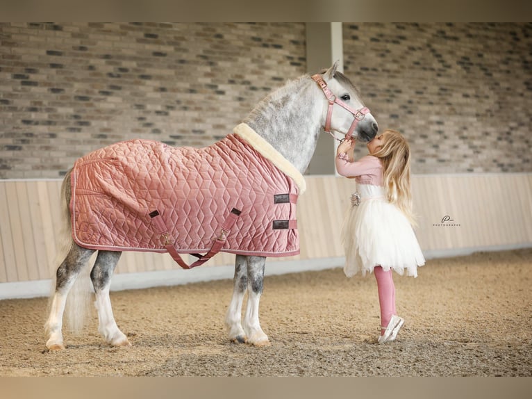 Welsh A (Mountain Pony) Gelding 8 years 12 hh Grey in Nieuwe Niedorp