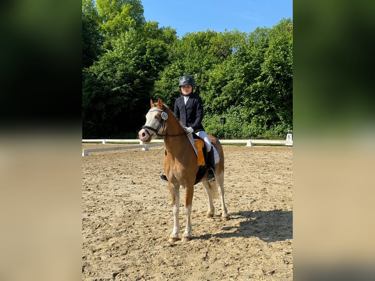 Welsh A (Mountain Pony) Gelding 8 years 12,1 hh Red Dun in Burgdorf