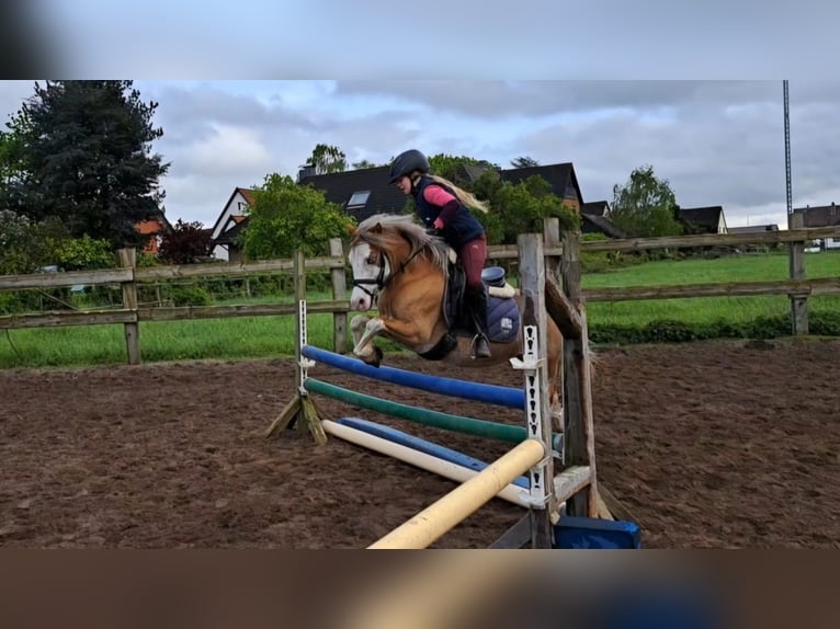Welsh A (Mountain Pony) Gelding 8 years 12,1 hh Red Dun in Burgdorf