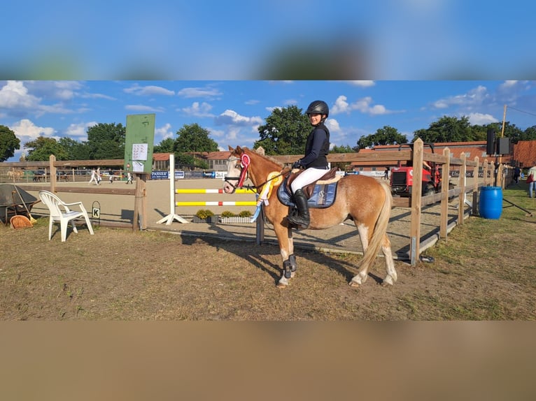 Welsh A (Mountain Pony) Gelding 8 years 12,1 hh Red Dun in Burgdorf
