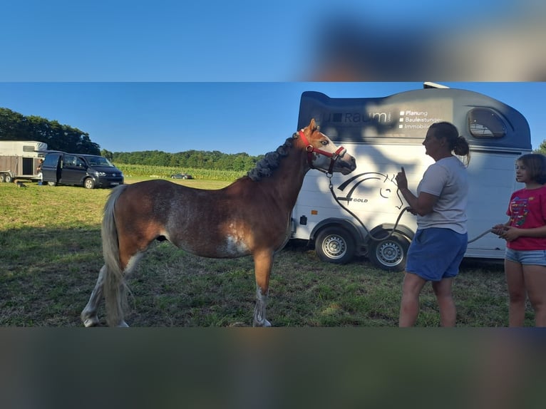 Welsh A (Mountain Pony) Gelding 8 years 12,1 hh Red Dun in Burgdorf