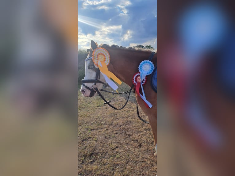 Welsh A (Mountain Pony) Gelding 8 years 12,1 hh Red Dun in Burgdorf