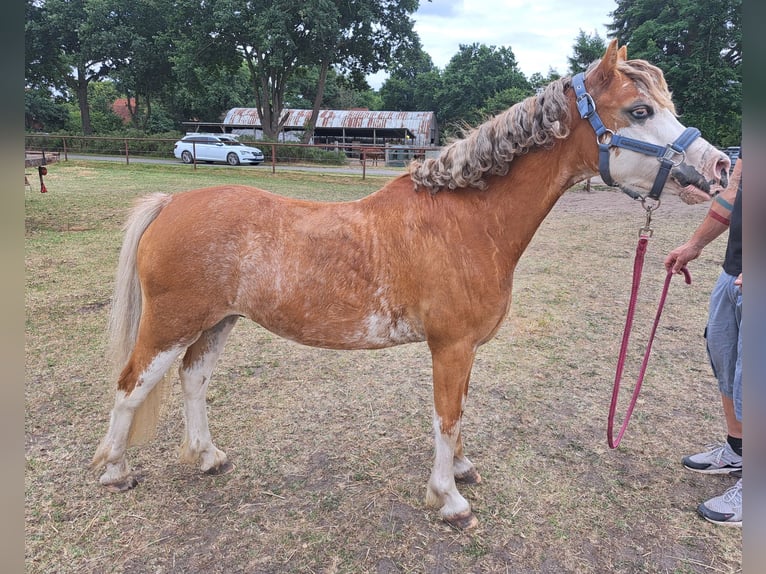 Welsh A (Mountain Pony) Gelding 8 years 12,1 hh Red Dun in Burgdorf