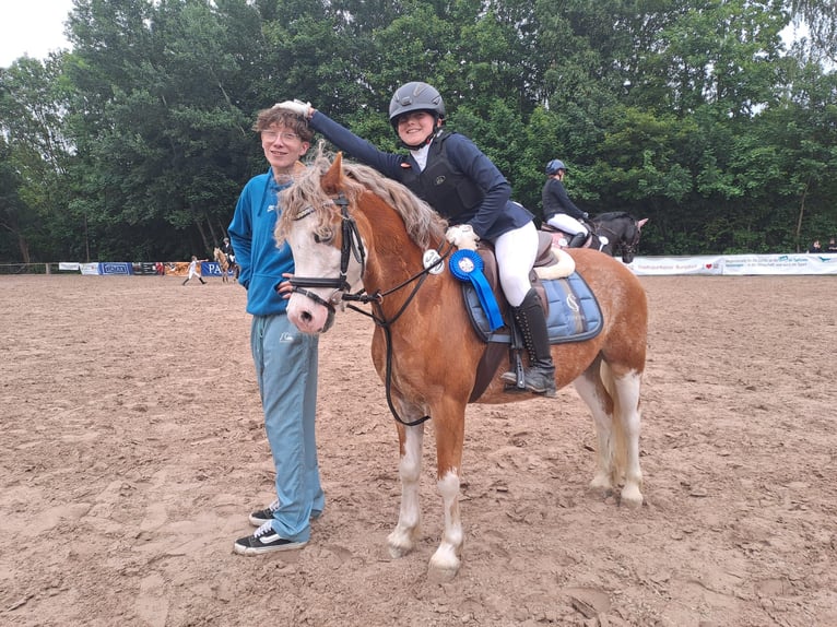 Welsh A (Mountain Pony) Gelding 8 years 12,1 hh Red Dun in Burgdorf