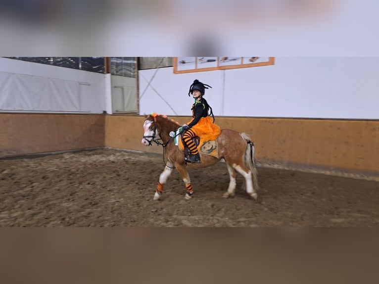 Welsh A (Mountain Pony) Gelding 8 years 12,1 hh Red Dun in Burgdorf
