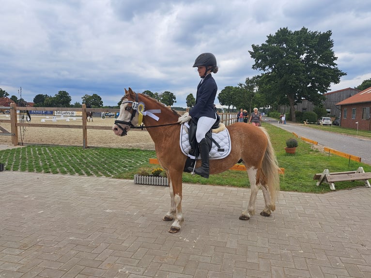 Welsh A (Mountain Pony) Gelding 8 years 12,1 hh Red Dun in Burgdorf