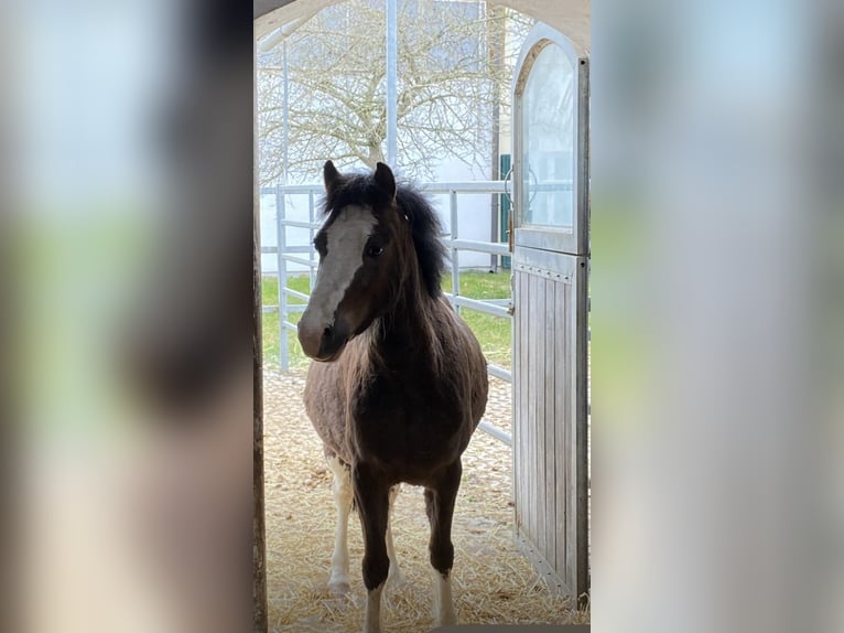 Welsh A (Mountain Pony) Mix Gelding 8 years 12,2 hh Chestnut in Starnberg