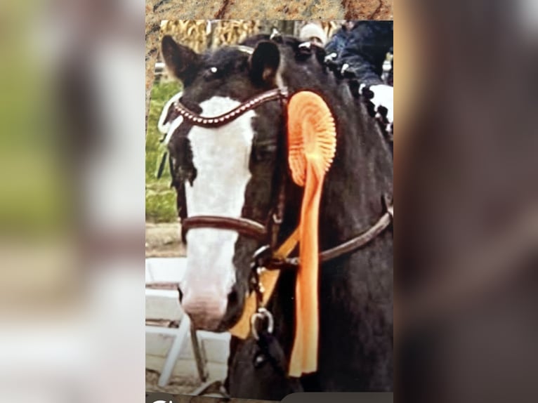 Welsh A (Mountain Pony) Mix Gelding 8 years 12,2 hh Chestnut in Starnberg