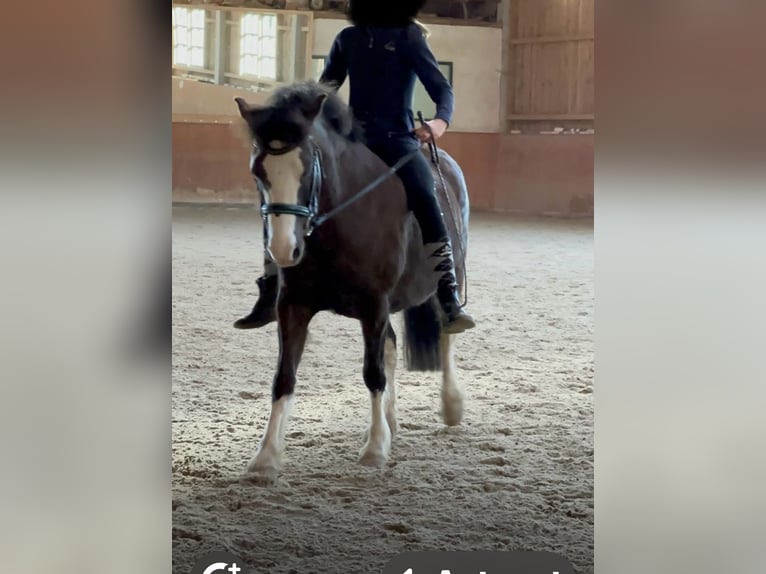 Welsh A (Mountain Pony) Mix Gelding 8 years 12,2 hh Chestnut in Starnberg