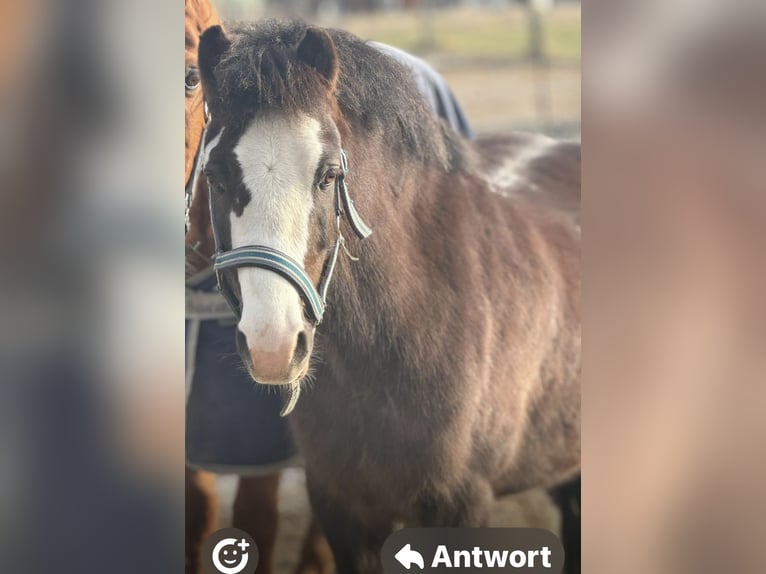 Welsh A (Mountain Pony) Mix Gelding 8 years 12,2 hh Chestnut in Starnberg
