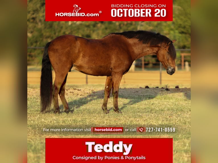 Welsh A (Mountain Pony) Mix Gelding 8 years 13,2 hh Bay in Cleburne