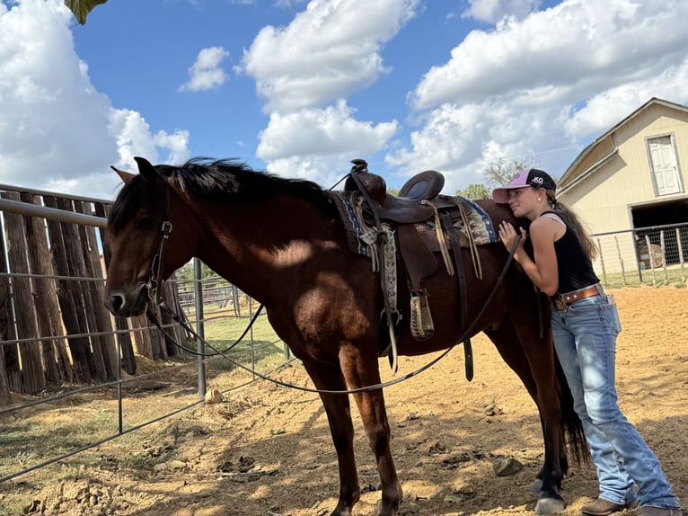 Welsh A (Mountain Pony) Mix Gelding 8 years 13,2 hh Bay in Cleburne