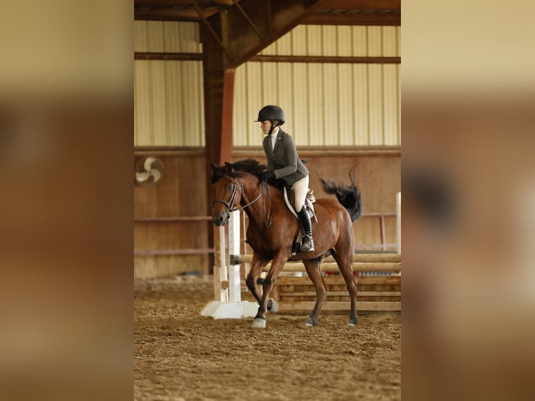 Welsh A (Mountain Pony) Mix Gelding 8 years 13,2 hh Bay in Cleburne