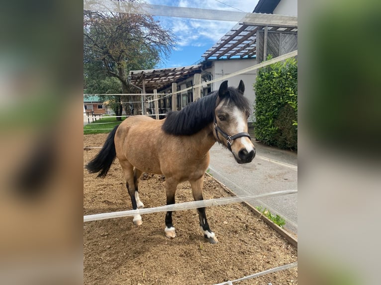 Welsh A (Mountain Pony) Gelding 9 years 11,3 hh Dun in M&#xFC;nchen