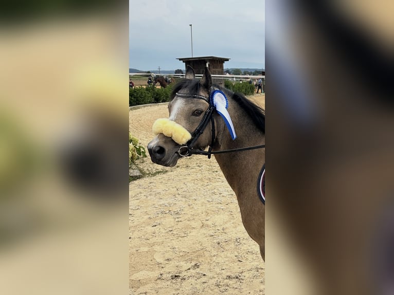 Welsh A (Mountain Pony) Gelding 9 years 11,3 hh Dun in M&#xFC;nchen