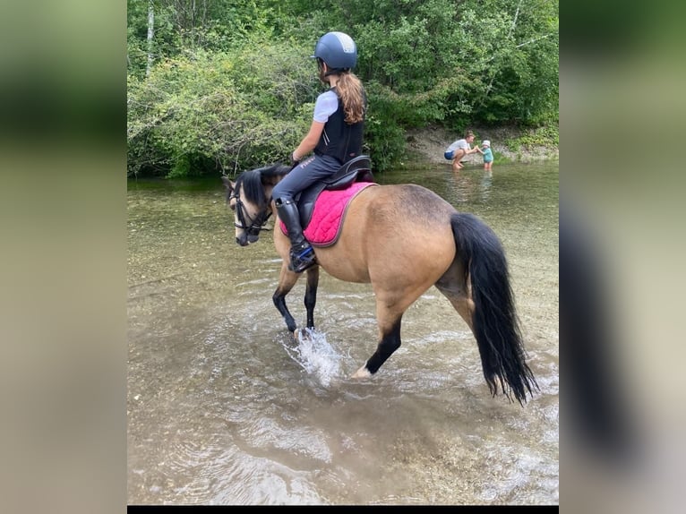 Welsh A (Mountain Pony) Gelding 9 years 11,3 hh Dun in M&#xFC;nchen