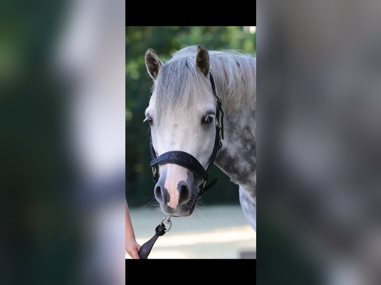 Welsh A (Mountain Pony) Gelding 9 years 11.3 hh Grey-Blue-Tan in Selfkant