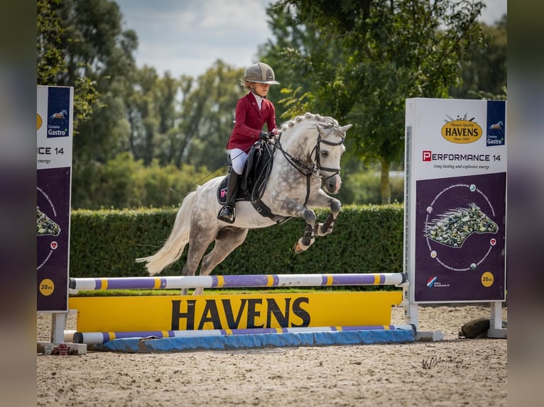 Welsh A (Mountain Pony) Gelding 9 years 11.3 hh Grey-Blue-Tan in Selfkant