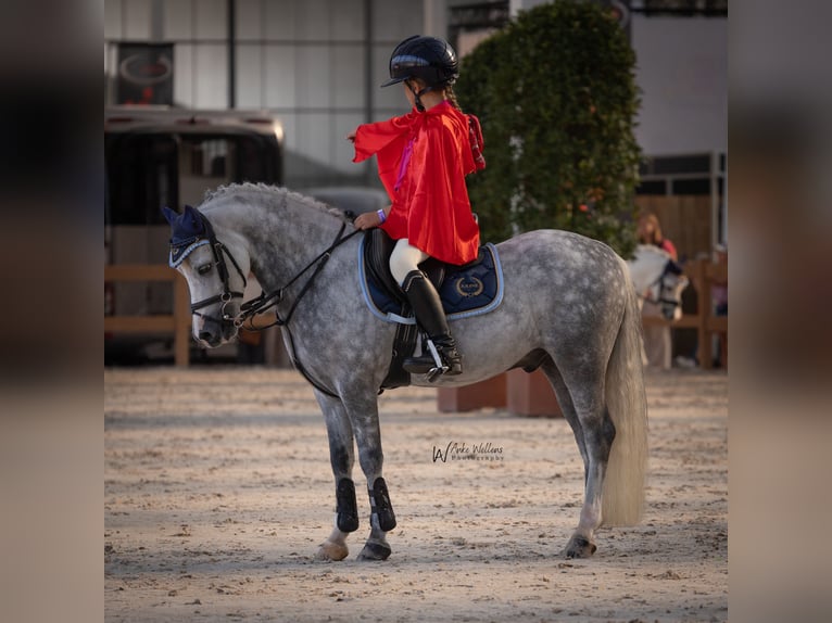 Welsh A (Mountain Pony) Gelding 9 years 11.3 hh Grey-Blue-Tan in Selfkant