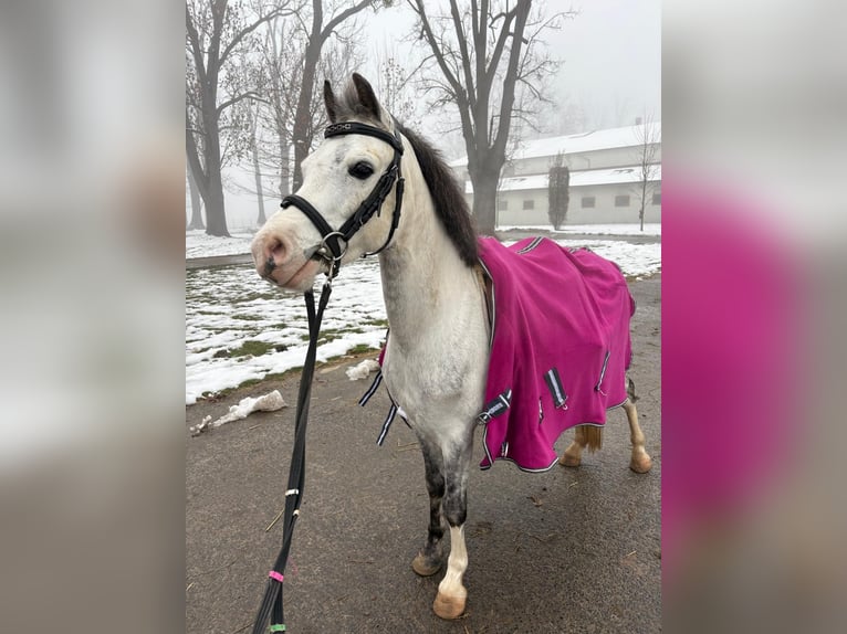 Welsh A (Mountain Pony) Gelding 9 years 11,2 hh Grey in Ochaby
