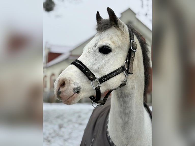 Welsh A (Mountain Pony) Gelding 9 years 11,2 hh Grey in Ochaby