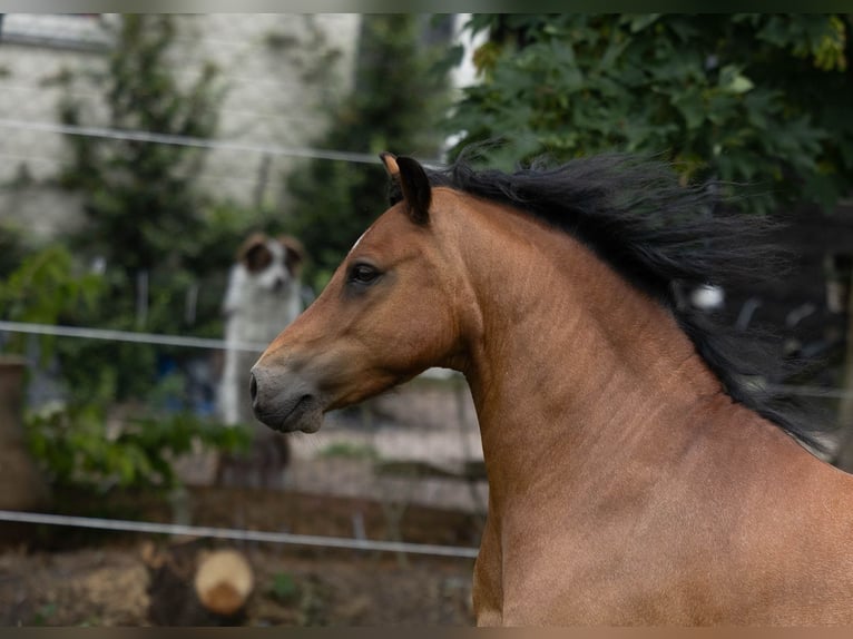 Welsh A (Mountain Pony) Gelding 9 years 11,2 hh Roan-Bay in Elim