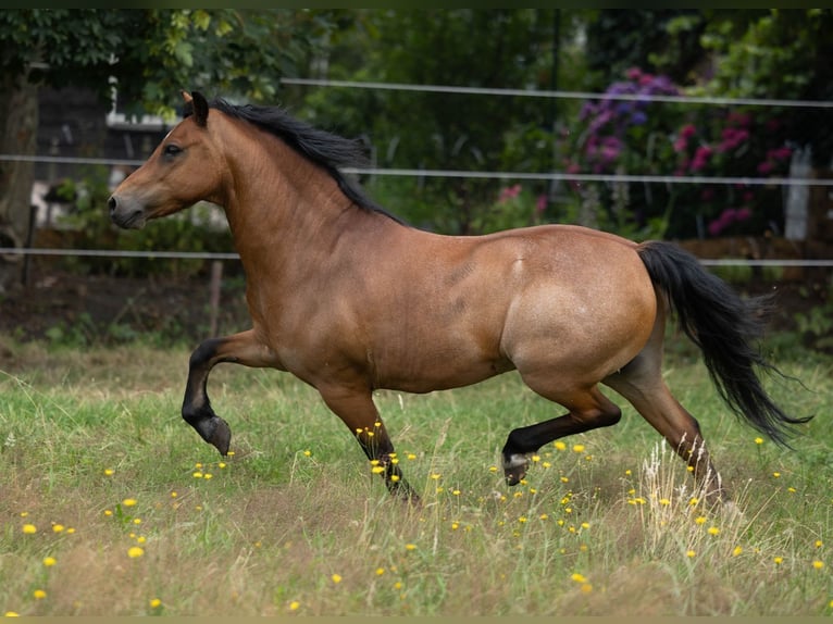 Welsh A (Mountain Pony) Gelding 9 years 11,2 hh Roan-Bay in Elim