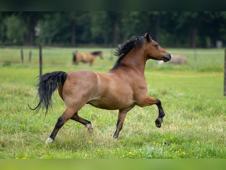 Welsh A (Mountain Pony) Gelding 9 years 11,2 hh Roan-Bay in Elim