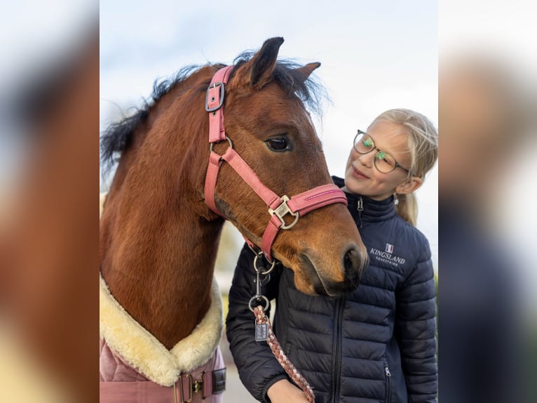 Welsh A (Mountain Pony) Gelding 9 years 11,2 hh Roan-Bay in Elim