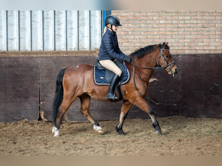 Welsh A (Mountain Pony) Gelding 9 years 11,2 hh Roan-Bay in Elim