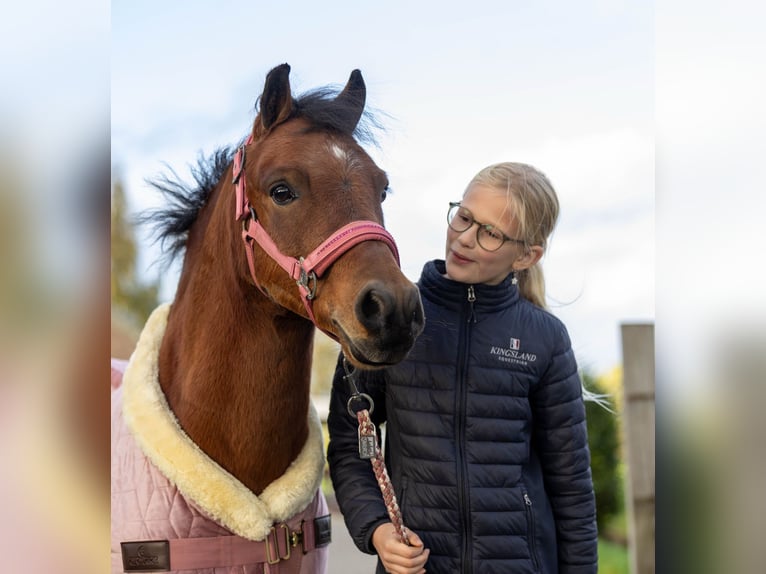 Welsh A (Mountain Pony) Gelding 9 years 11,2 hh Roan-Bay in Elim