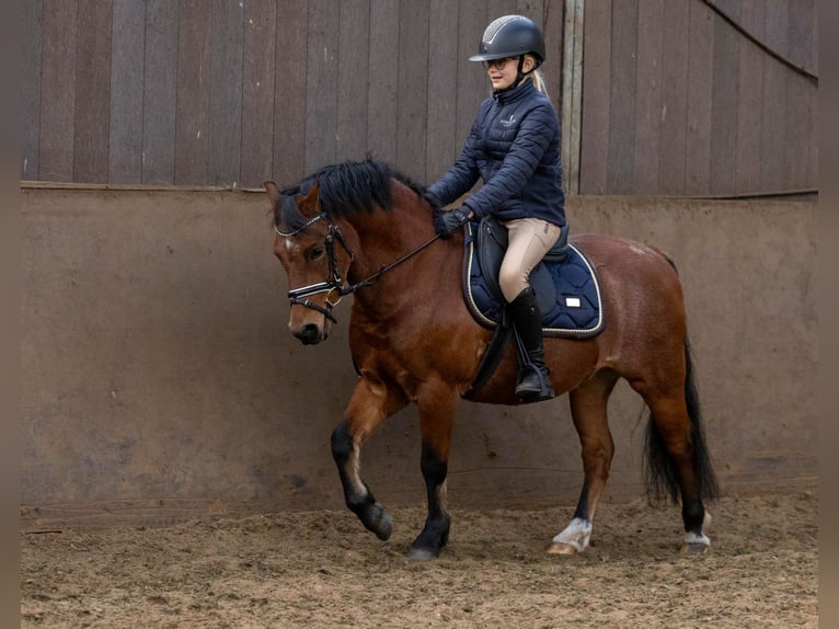 Welsh A (Mountain Pony) Gelding 9 years 11,2 hh Roan-Bay in Elim