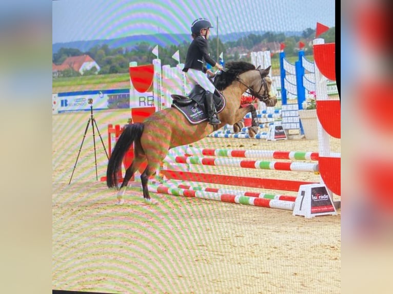 Welsh A (Mountain Pony) Gelding 9 years 11,3 hh Dun in M&#xFC;nchen